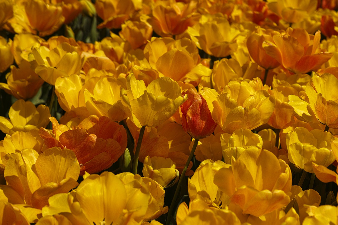 tulips flower tulip festival free photo