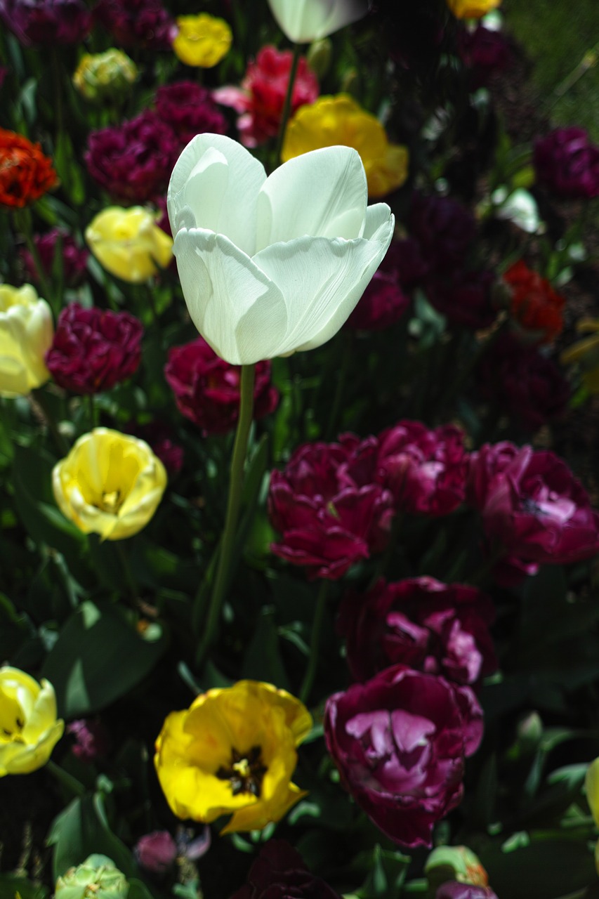 tulips flower tulip festival free photo