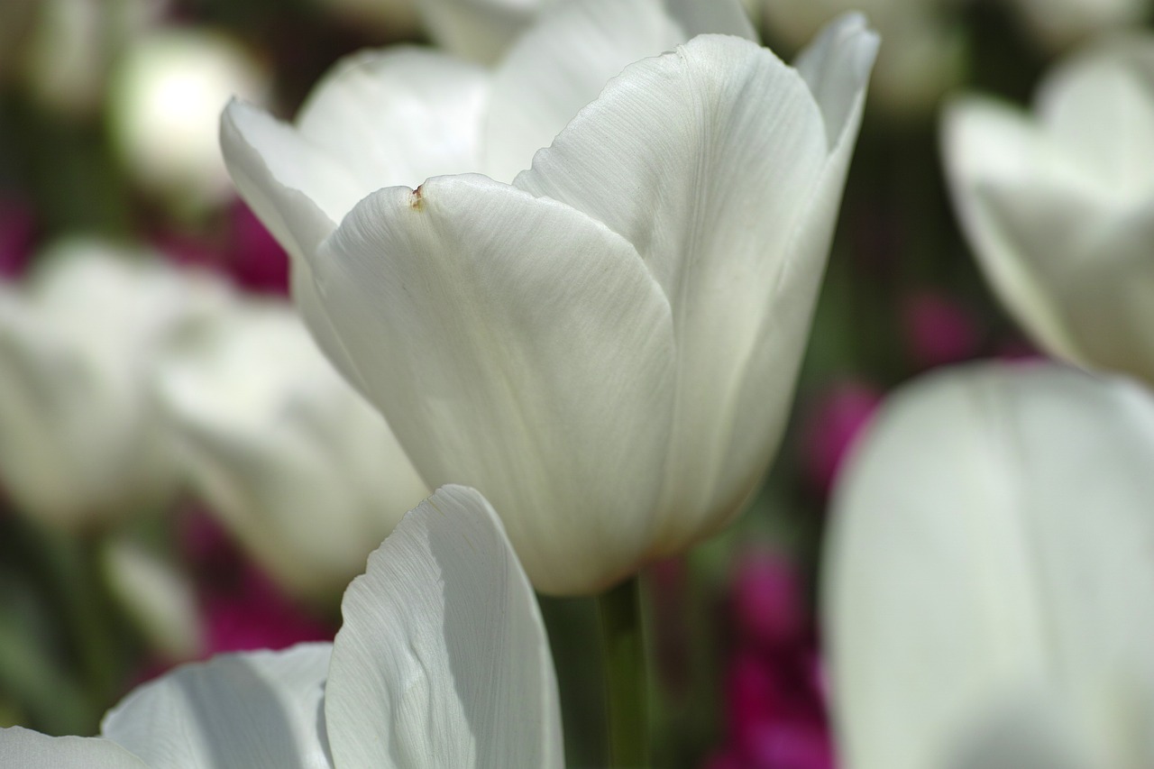 tulips flower tulip festival free photo