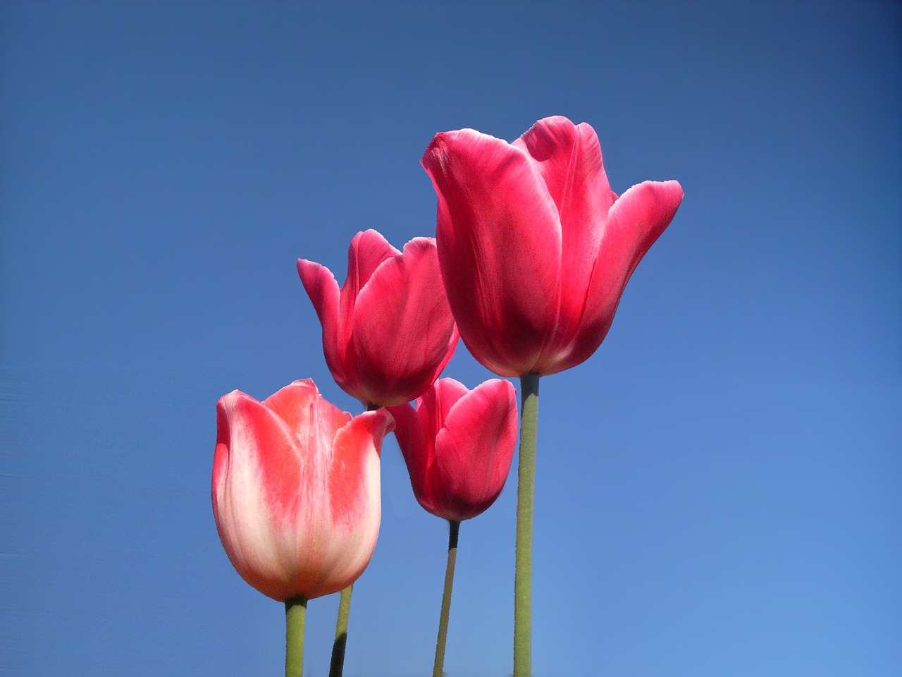 tulips three sky free photo