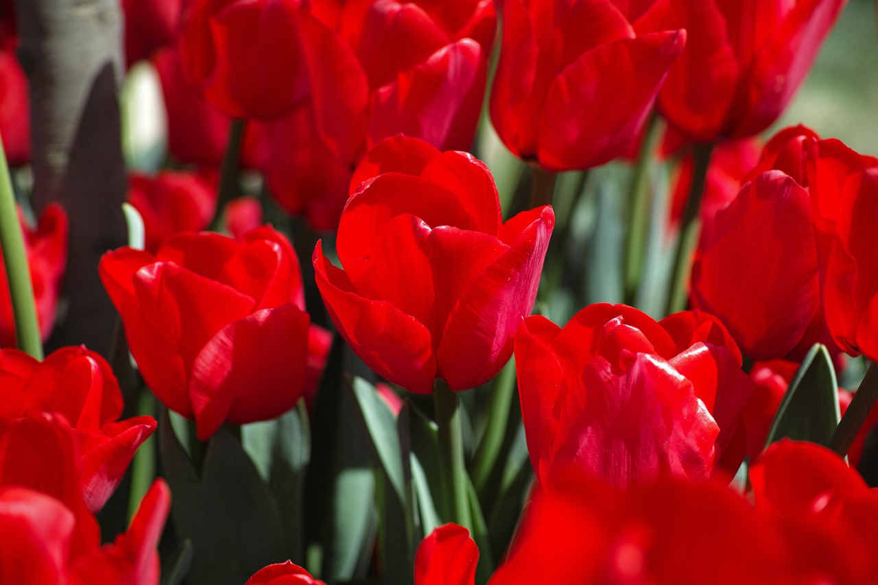 tulips flower detail free photo