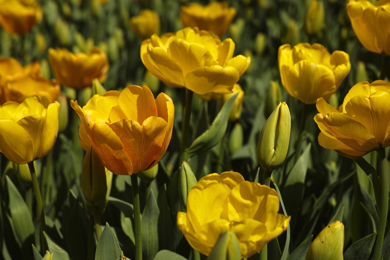 tulips flower detail free photo