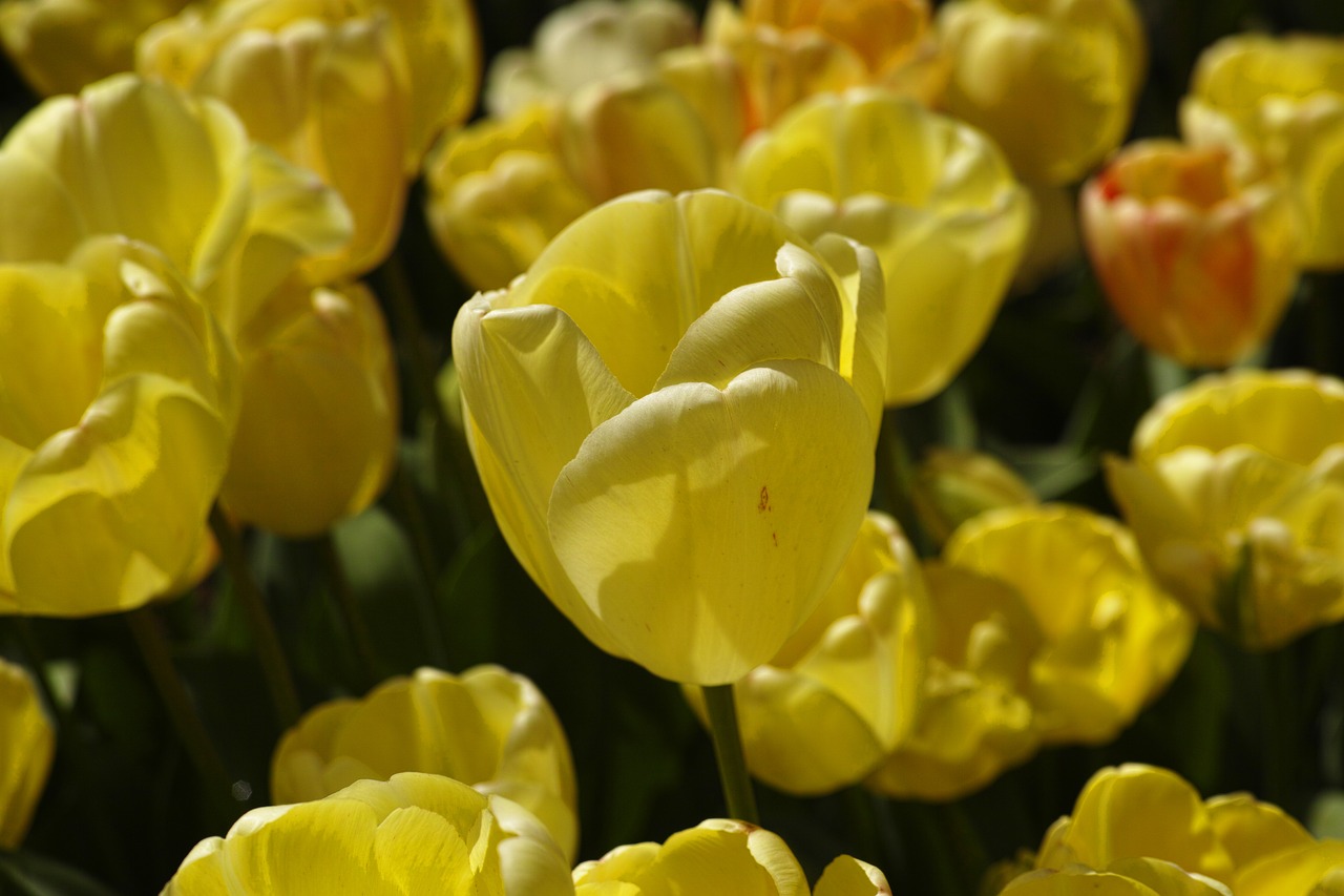 tulips flower detail free photo