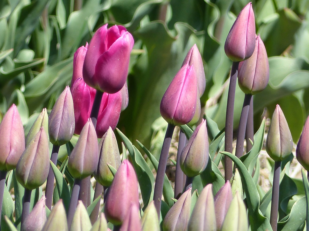 tulips close up pink free photo