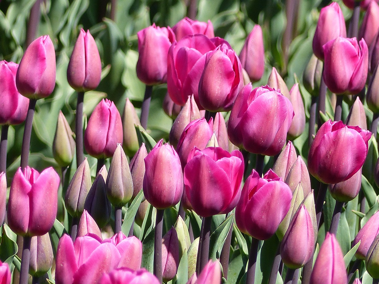 tulips flowers pink free photo