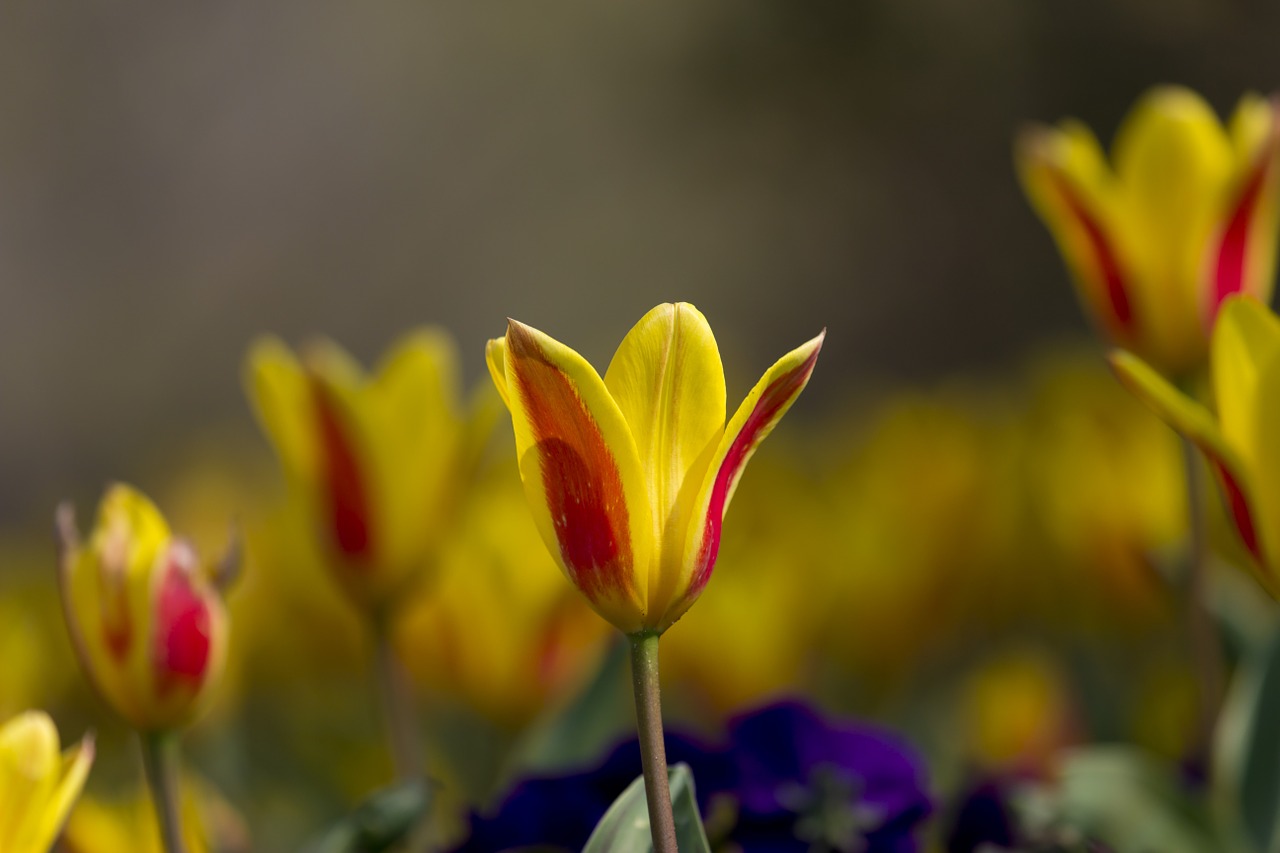 tulips nature flower free photo