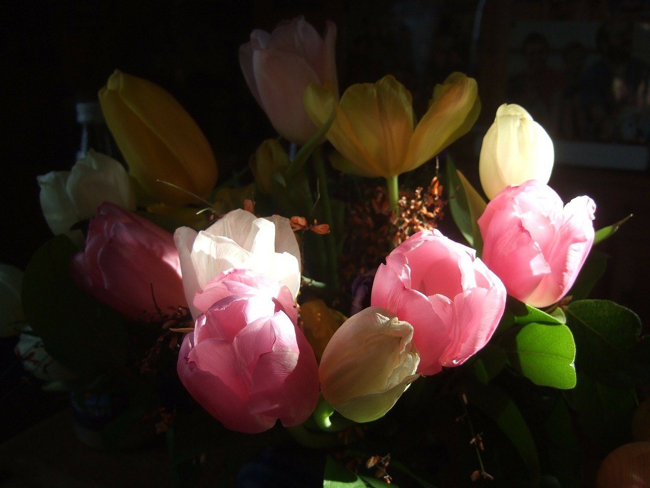 tulips bouquet strauss free photo