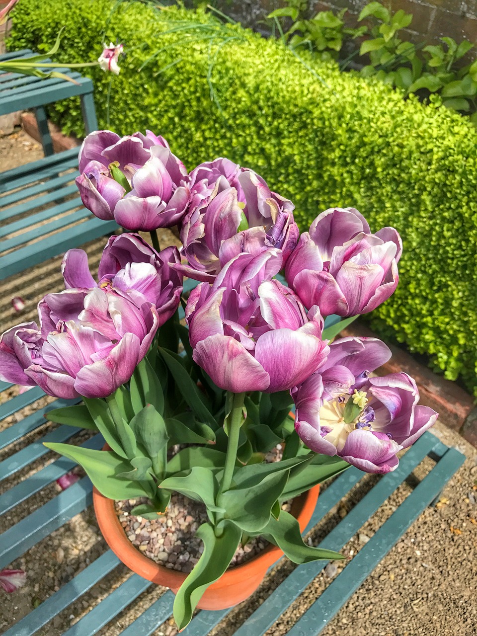 tulips spring flower free photo