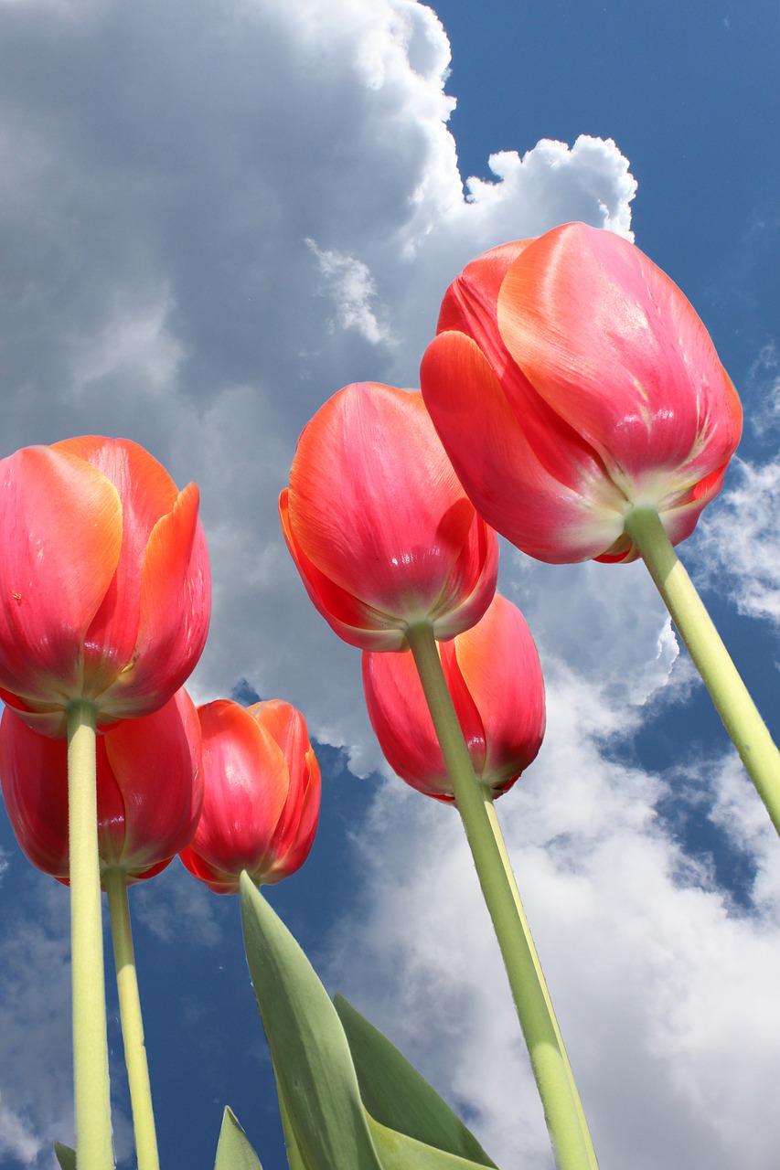 tulips sky clouds free photo