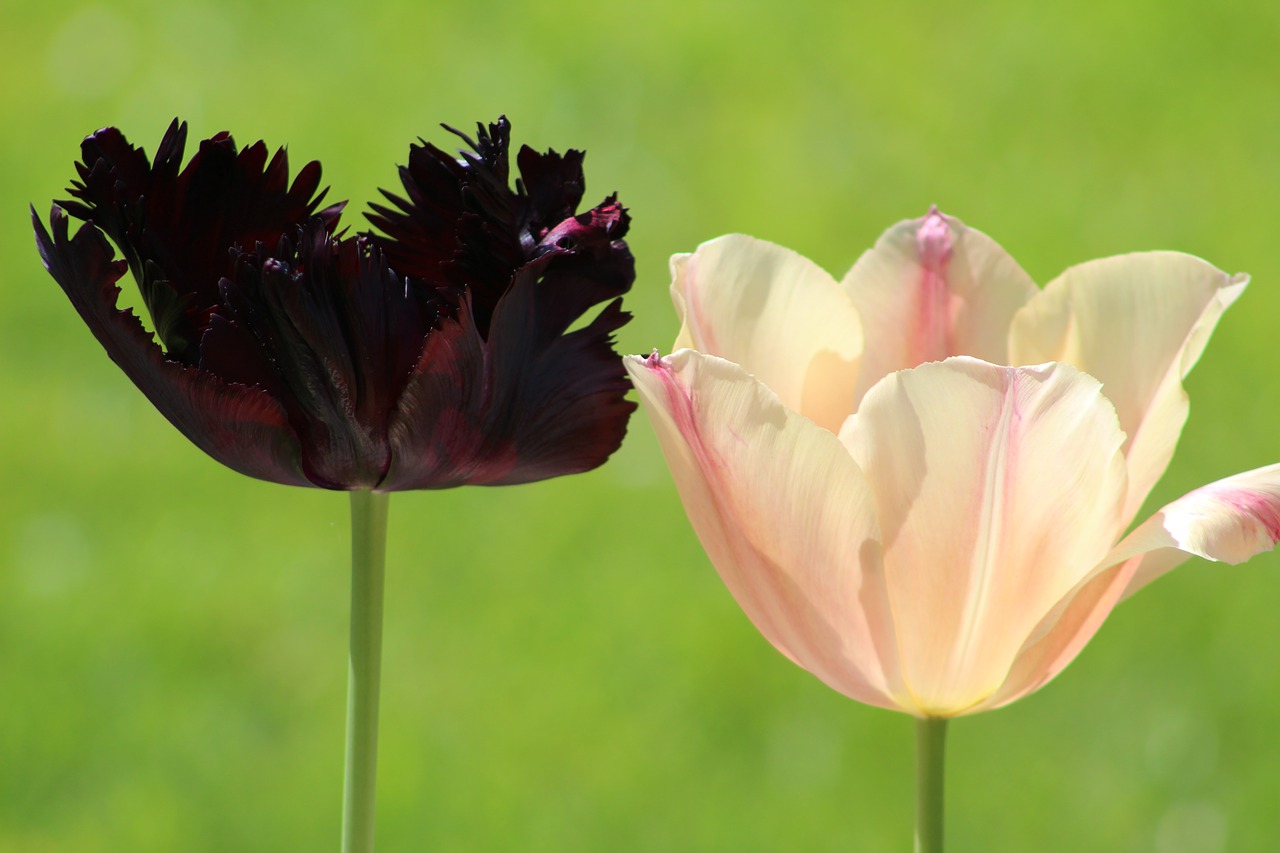 tulips flower plant free photo