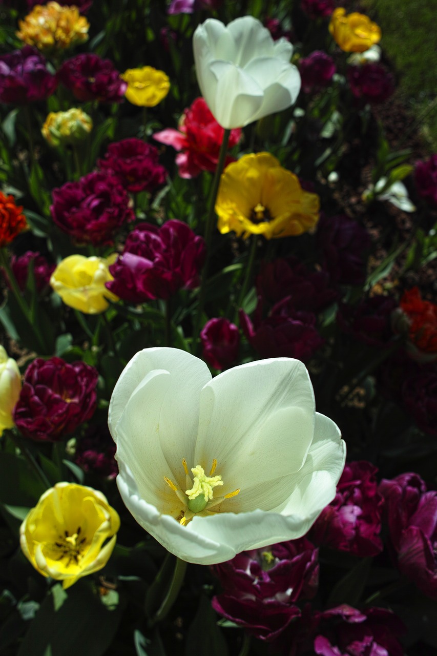 tulips white flower free photo