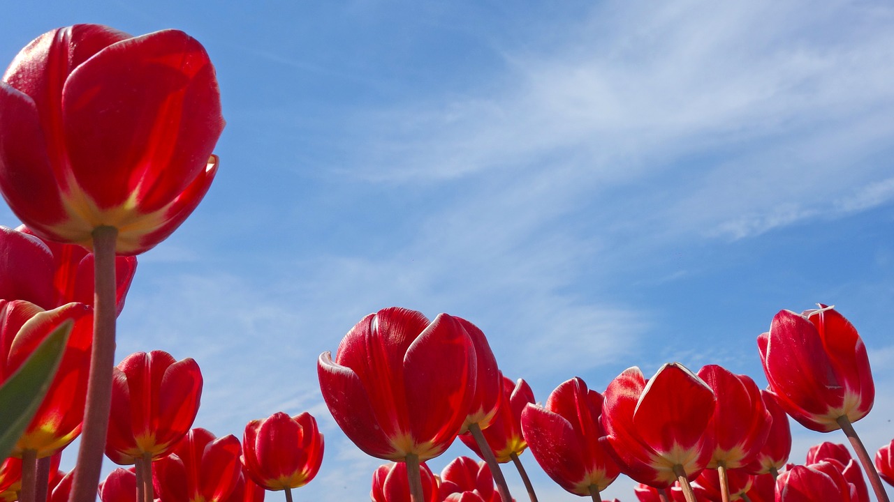 tulips holland spring free photo