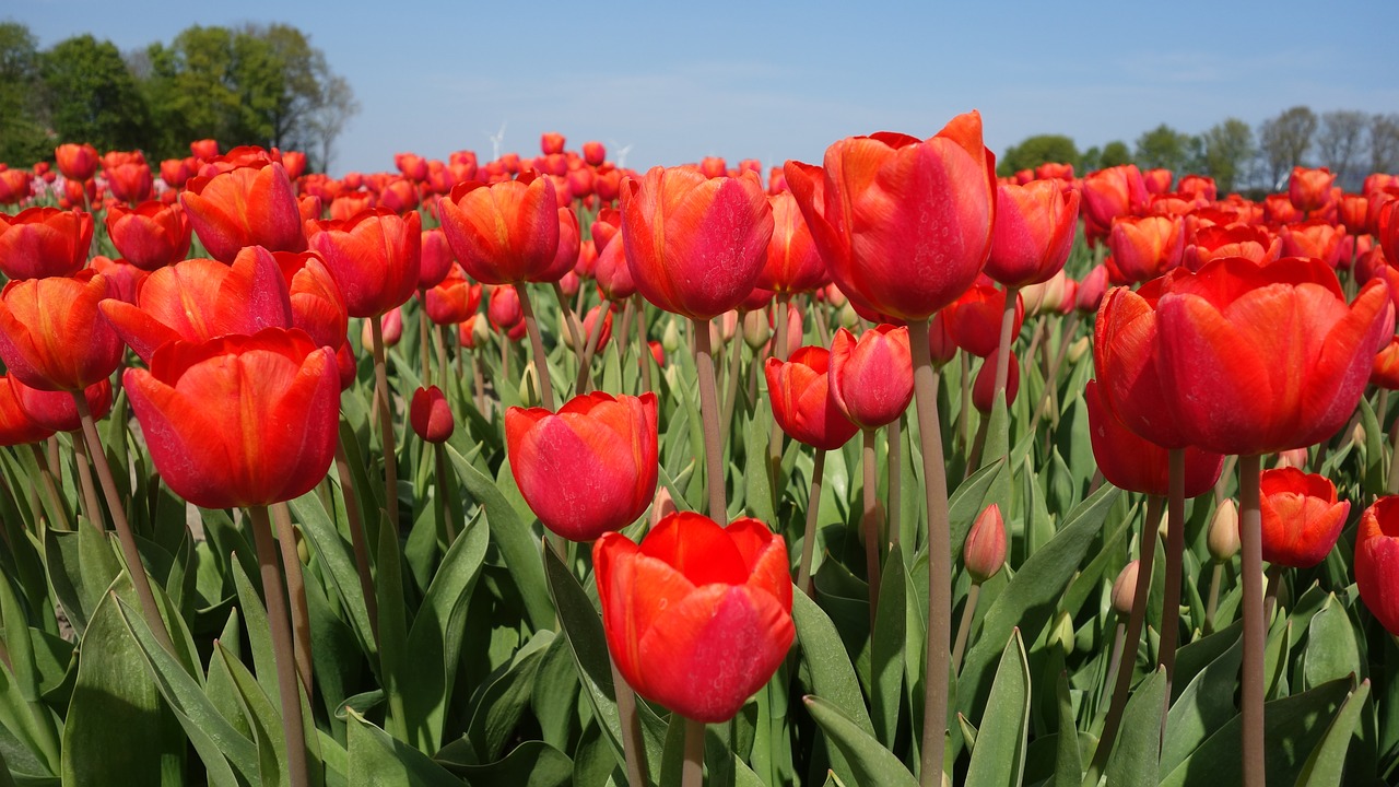 tulips bulbs tulip free photo