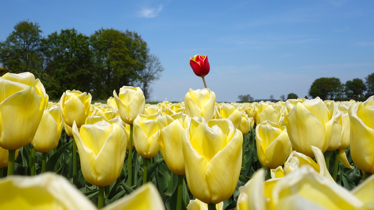 tulips bulbs tulip free photo