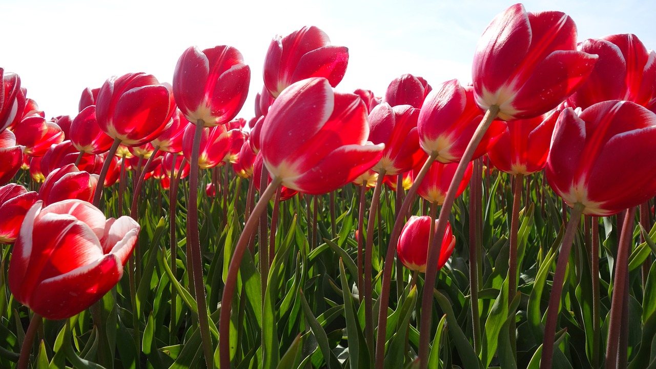 tulips bulbs tulip free photo