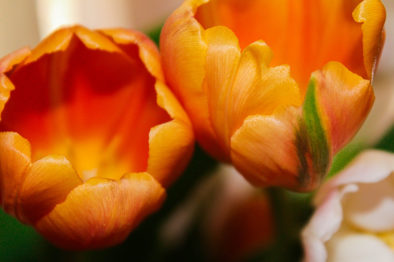 tulips orange arrangement free photo