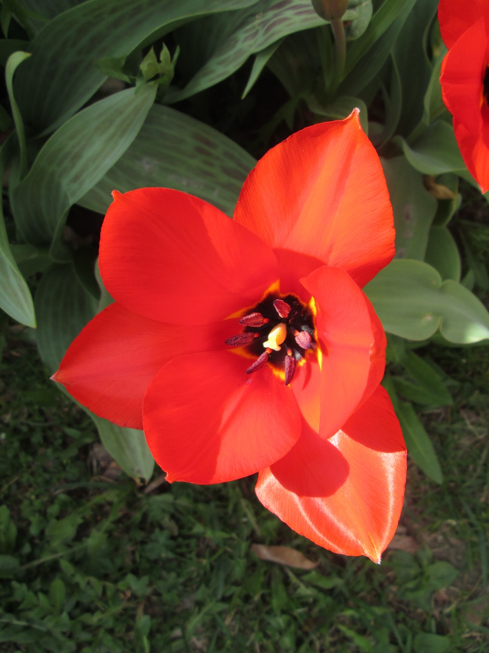 tulips tulip spring free photo