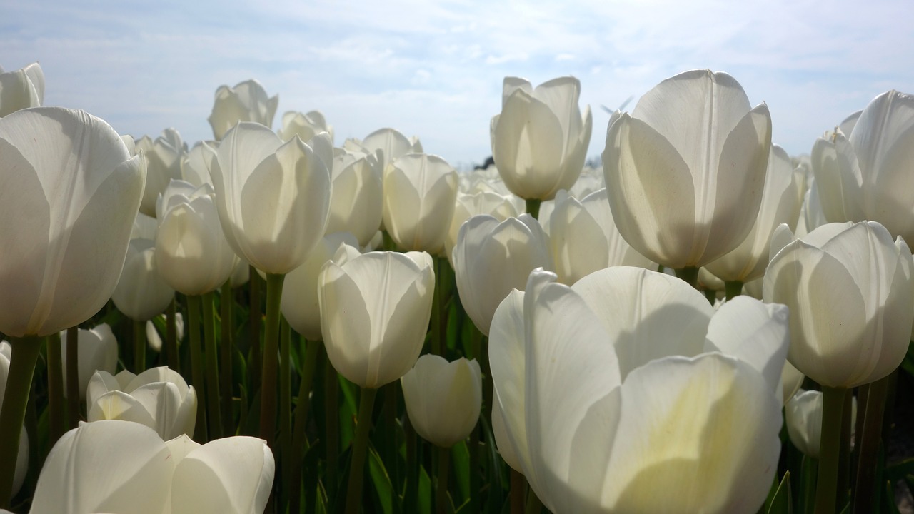 tulips white tulip fields free photo