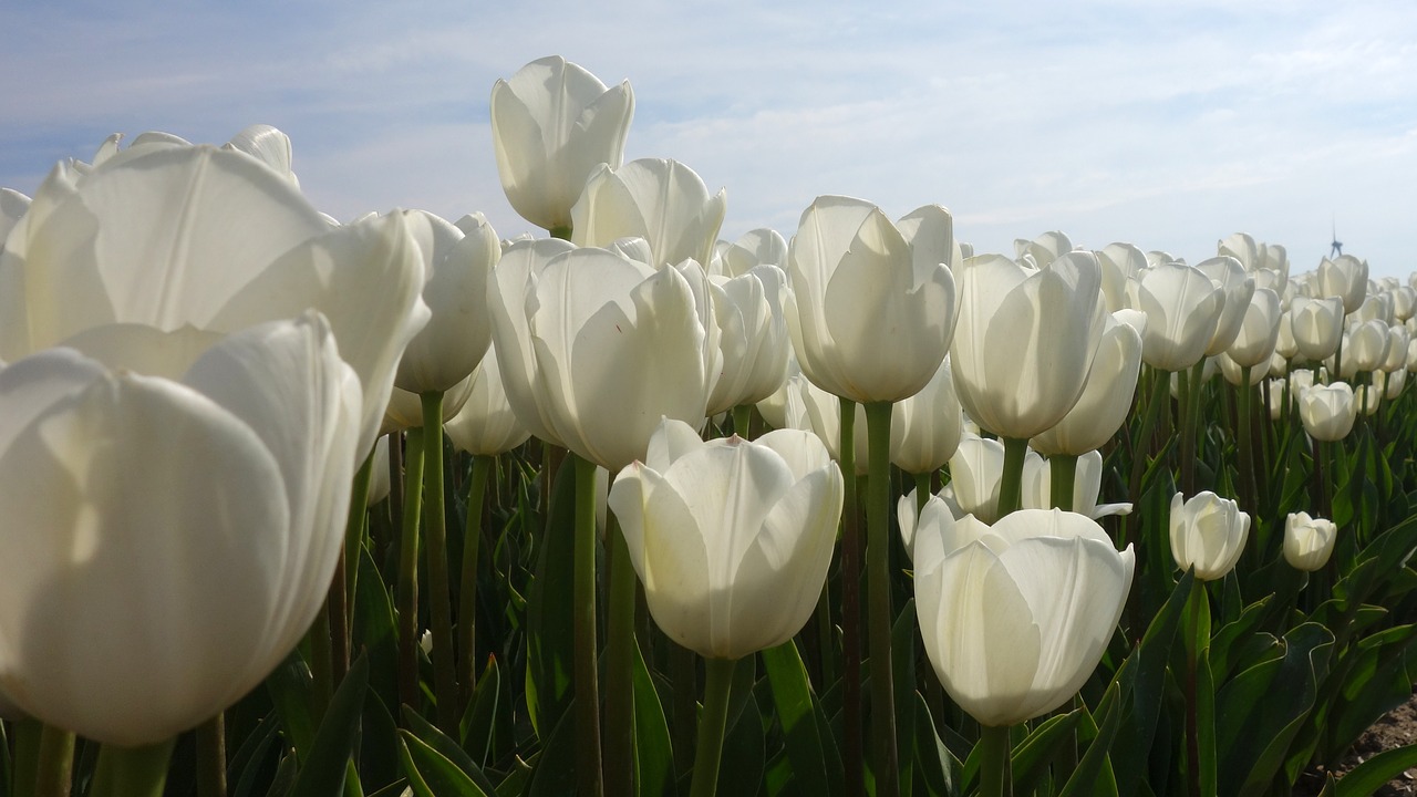 tulips white tulip fields free photo