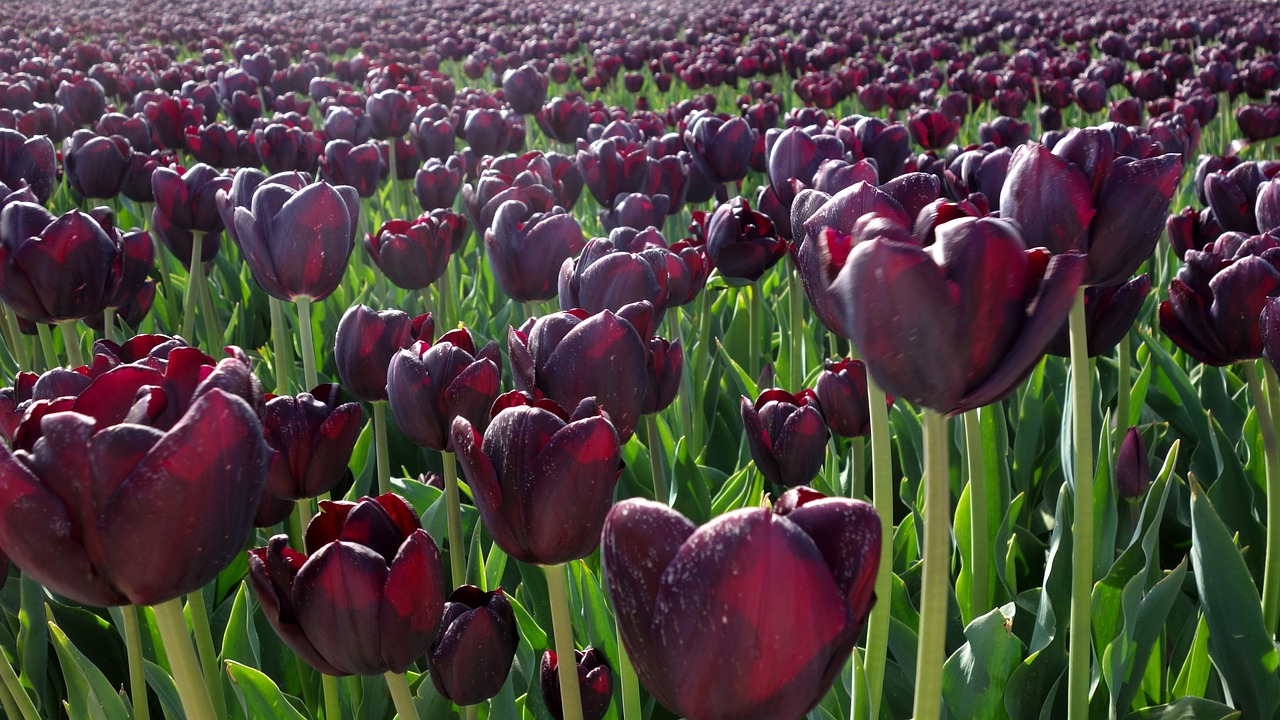 tulips purple bulbs free photo