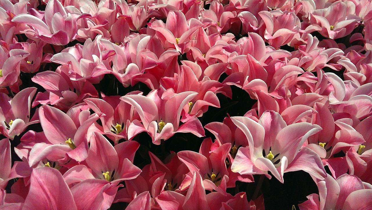 tulips tulip bulb free photo