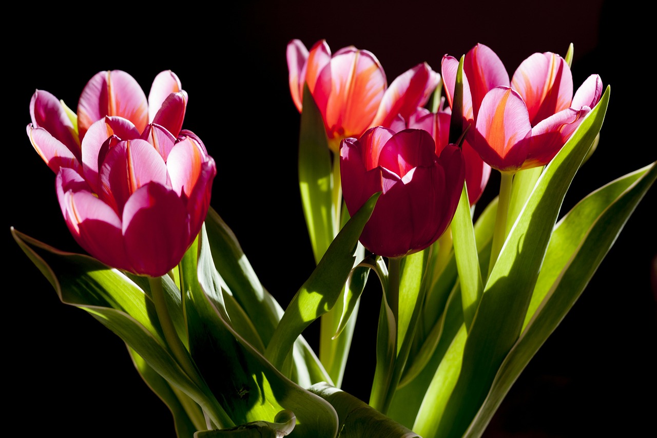 tulips flowers plant free photo