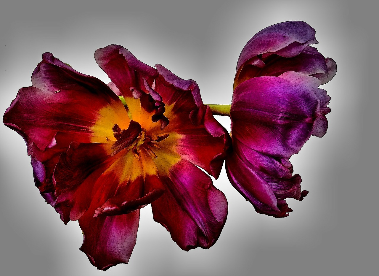 tulips flowers isolated free photo