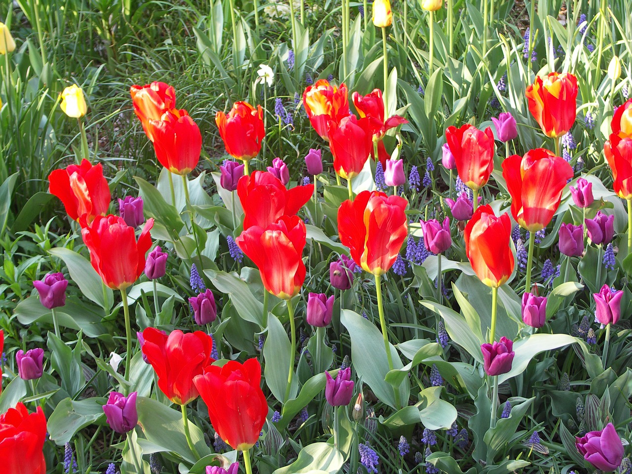 tulips flower spring free photo