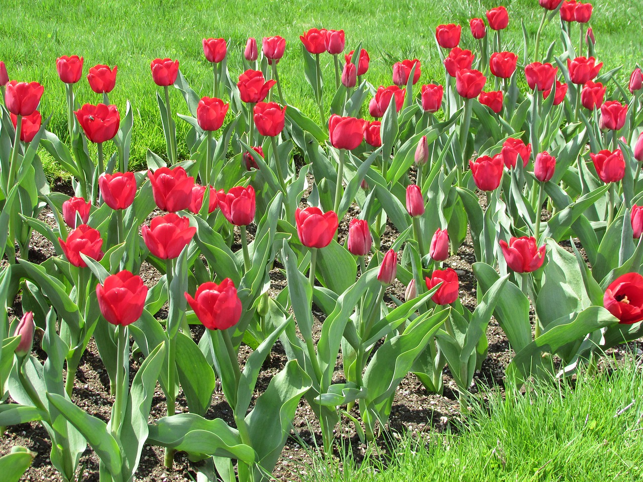 tulips flowers spring free photo