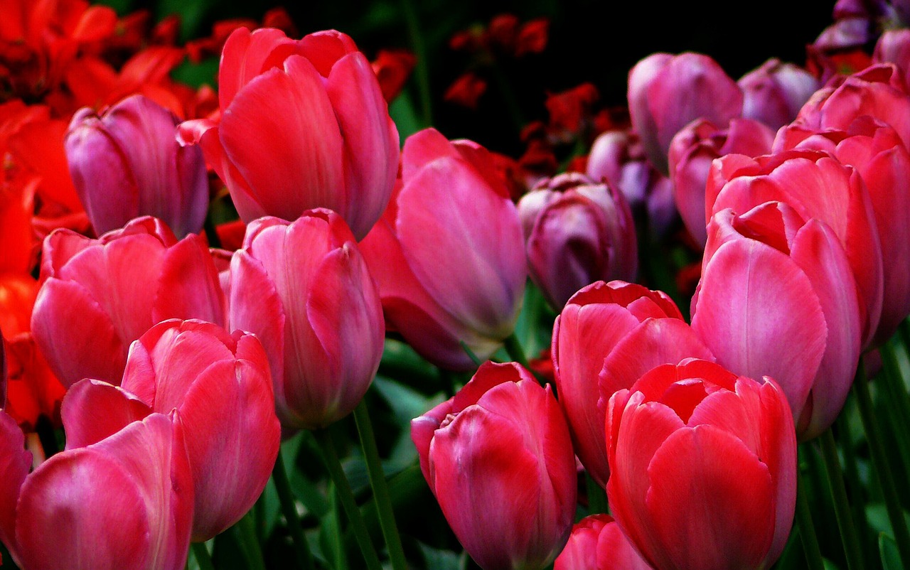 tulips tulip fields spring free photo