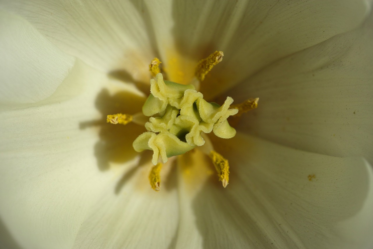 tulips flower macro free photo