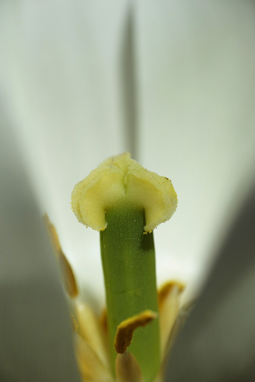 tulips macro close free photo