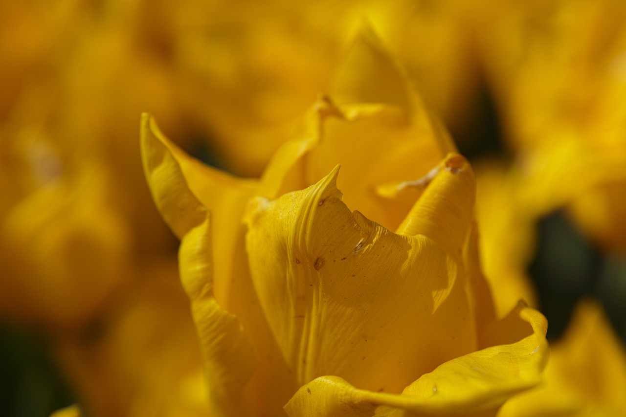 tulips yellow environmental free photo