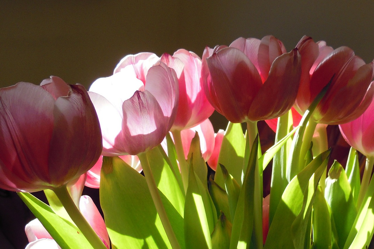 tulips flowers flower free photo