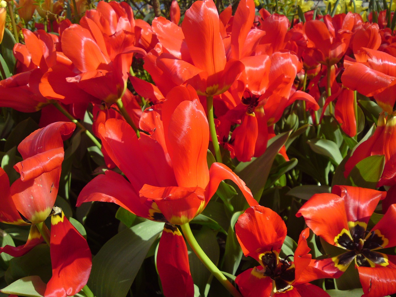 tulips plant red free photo