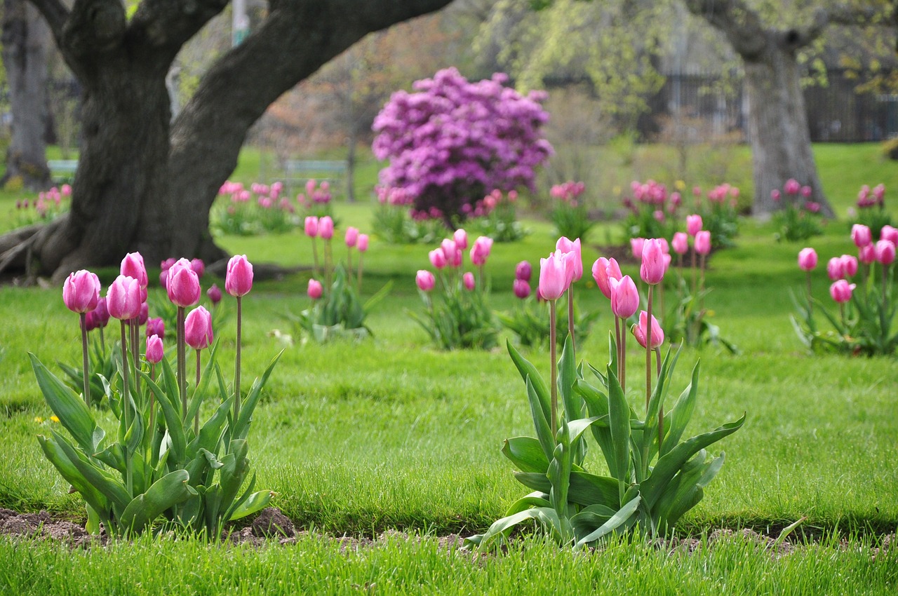 tulips halifax public gardens free photo