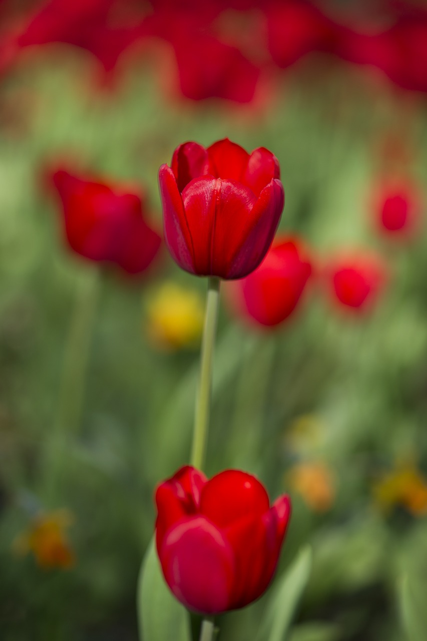 tulips red flower free photo