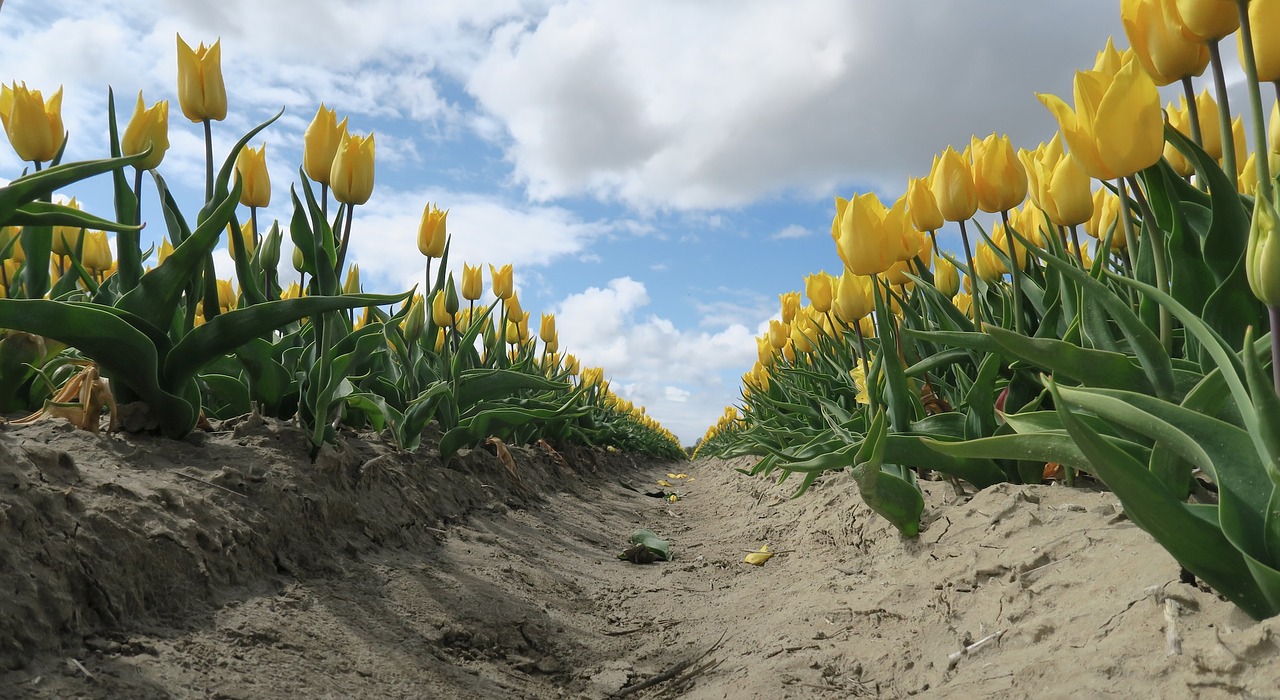 tulips flowers holland free photo