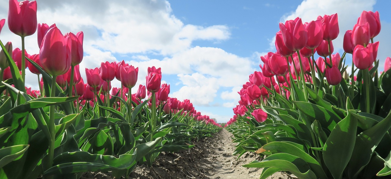 tulips flowers holland free photo