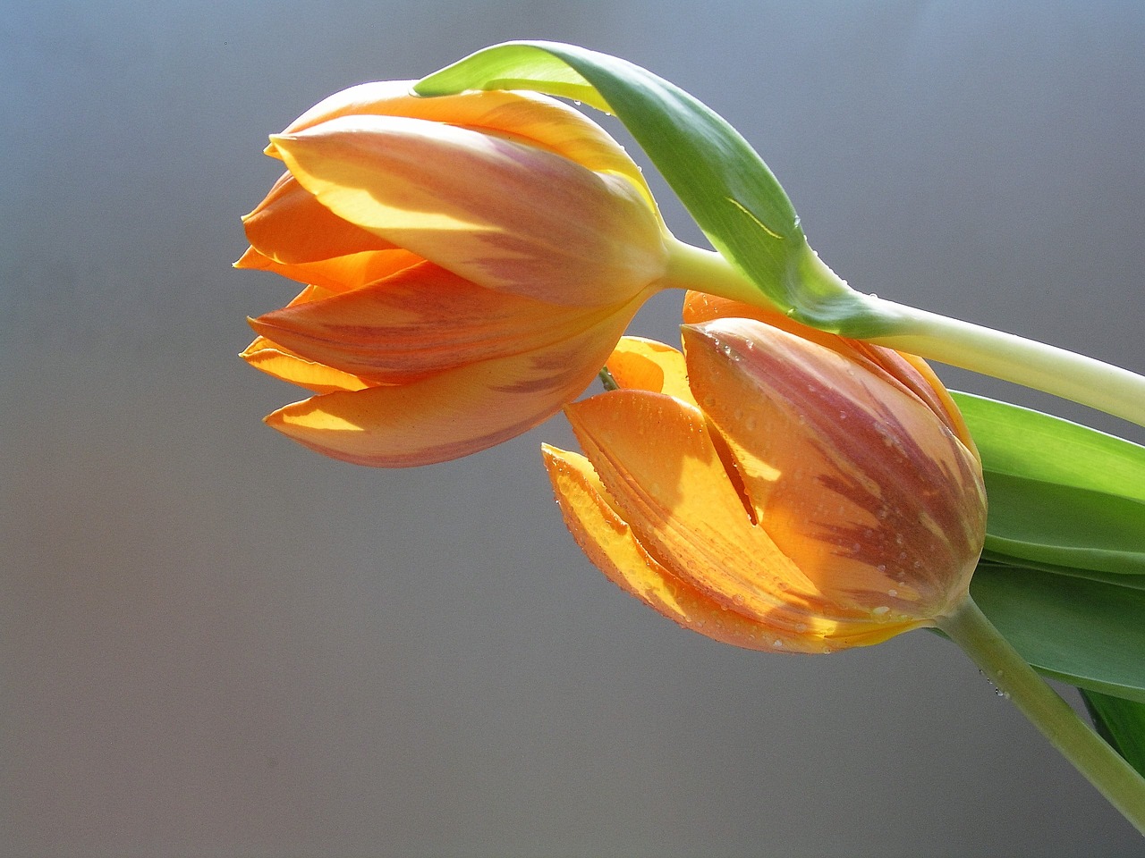 tulips flower bloom free photo