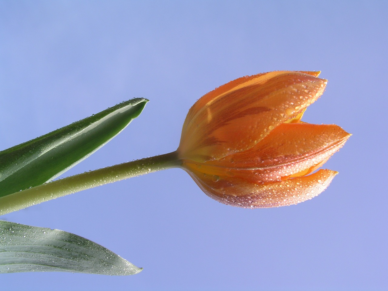 tulips flower bloom free photo