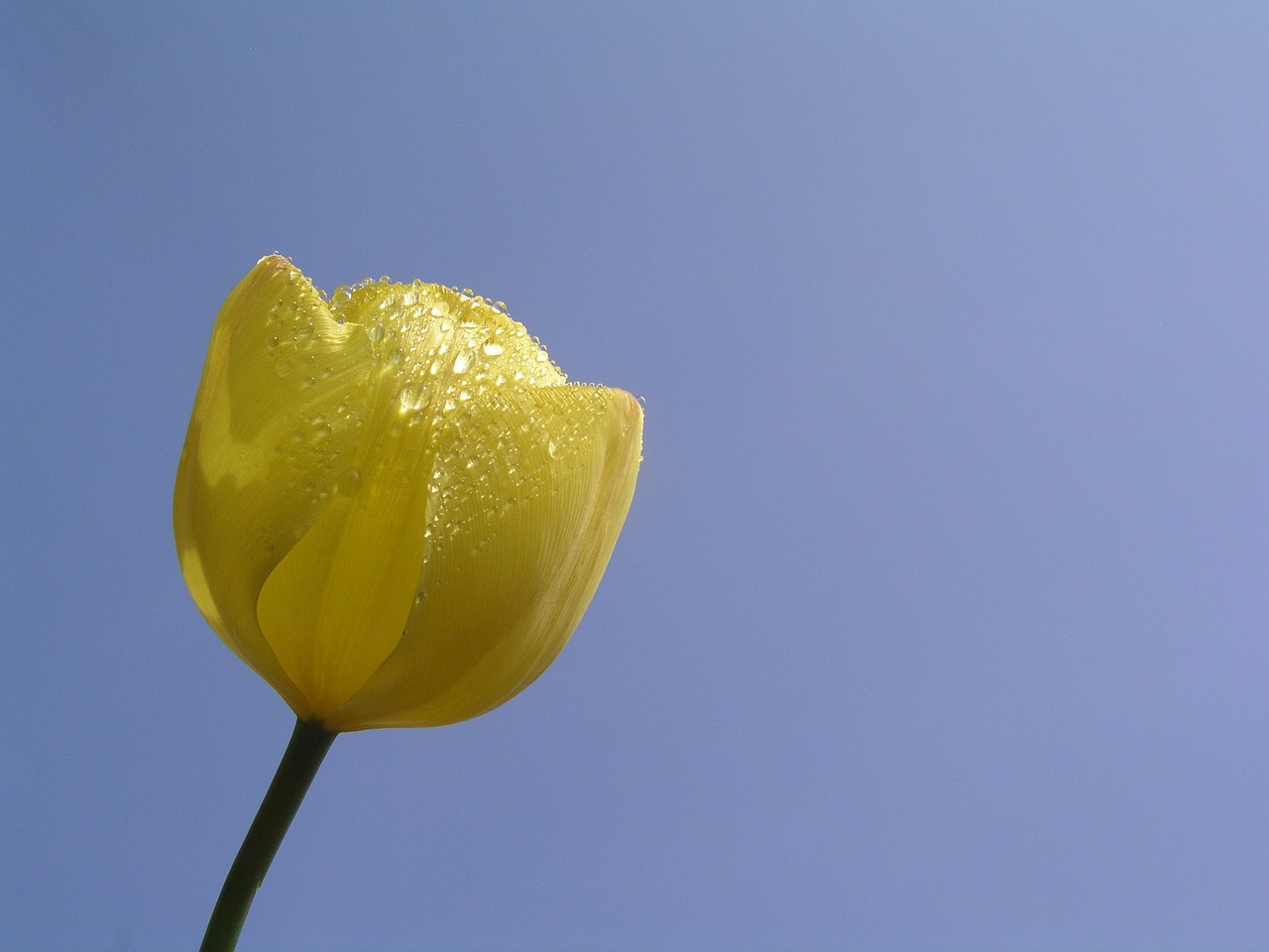 tulips flower bloom free photo