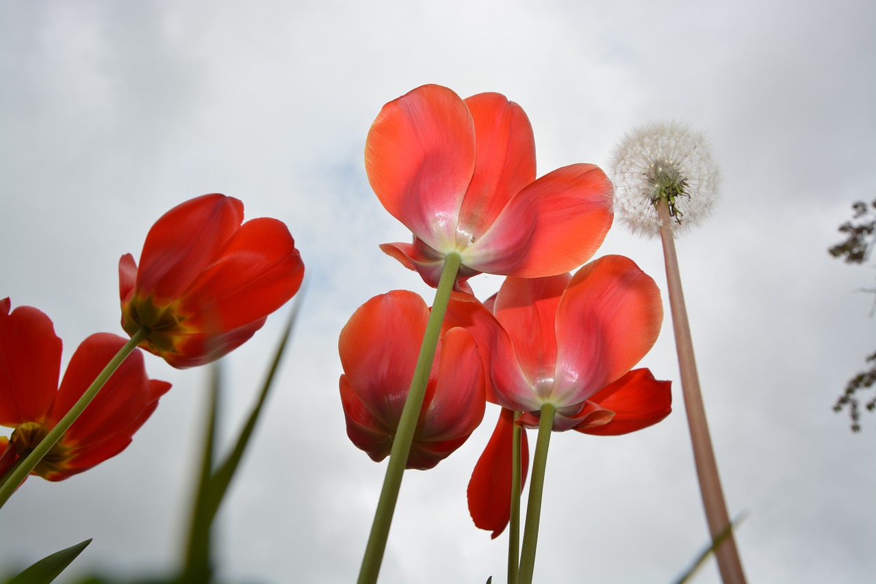 tulips tulips red flowers free photo