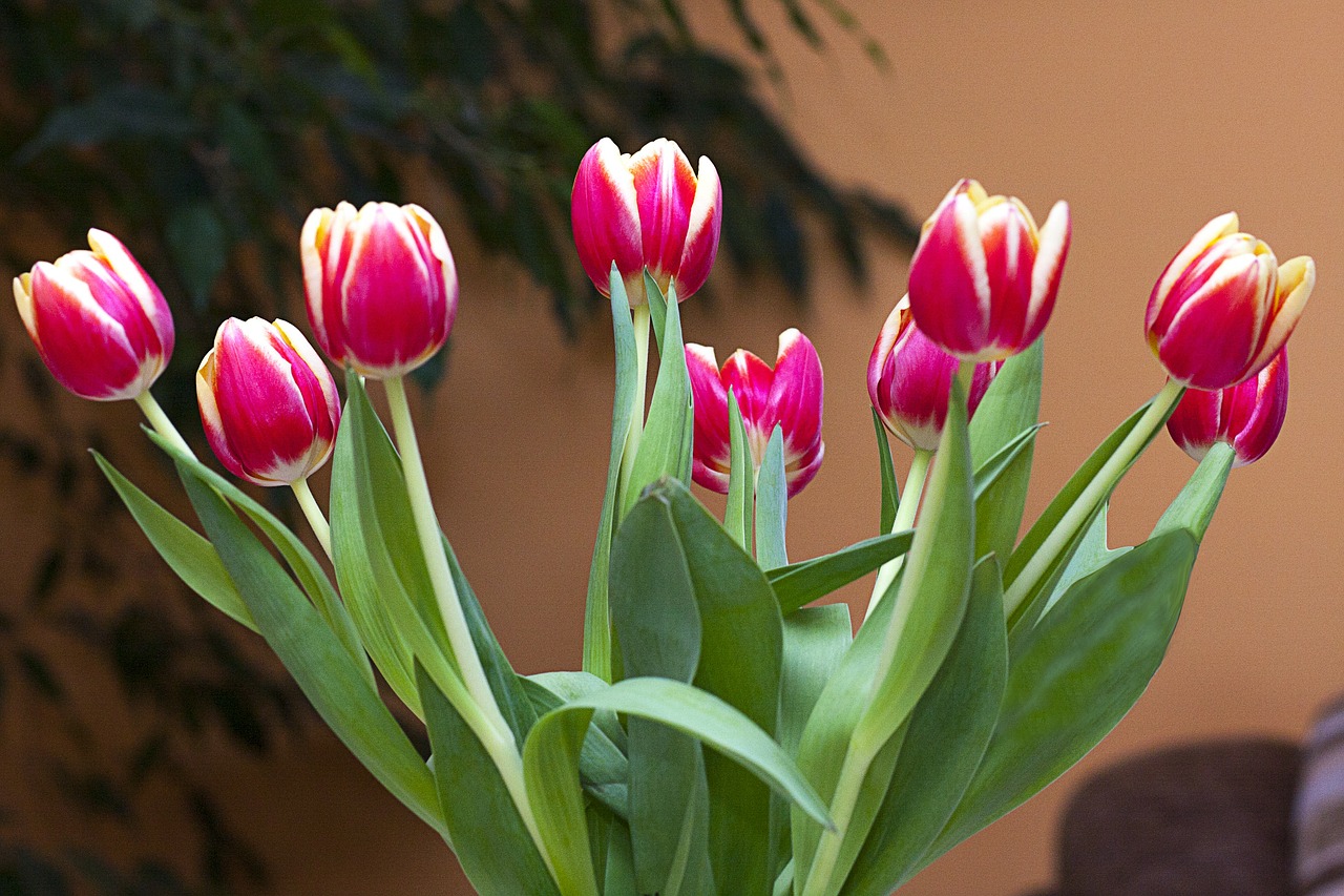 tulips flowers posy free photo