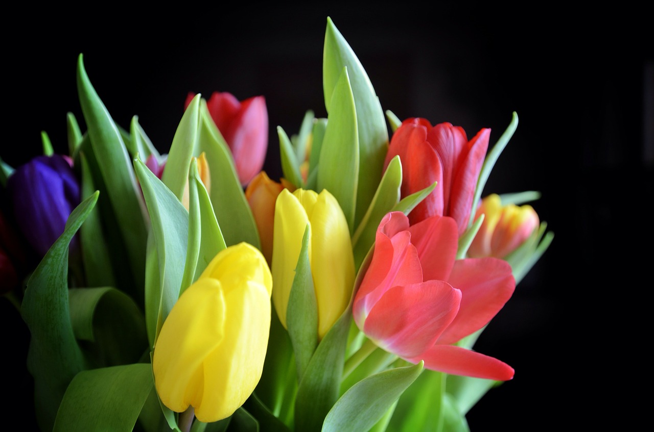 tulips bouquet flowers free photo