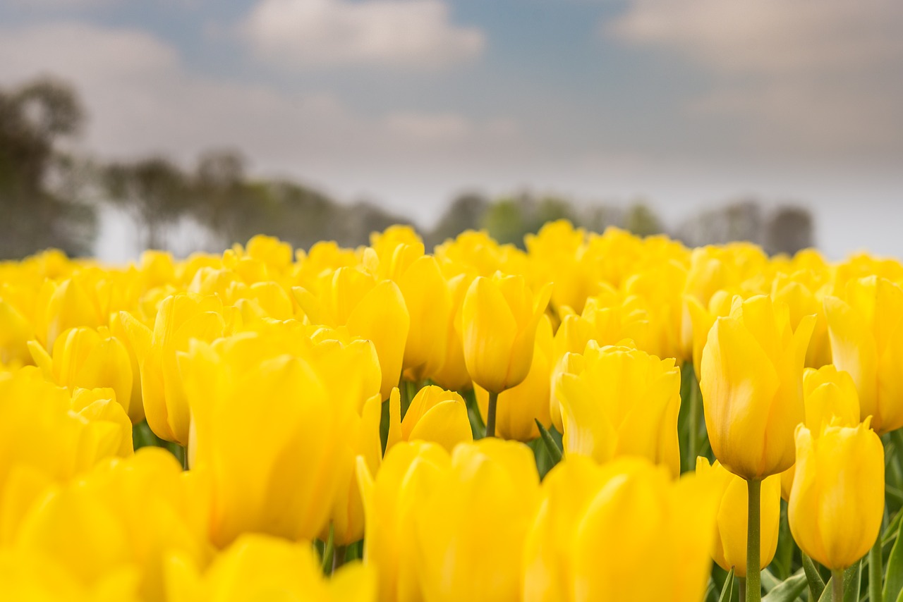 tulips dutch yellow free photo