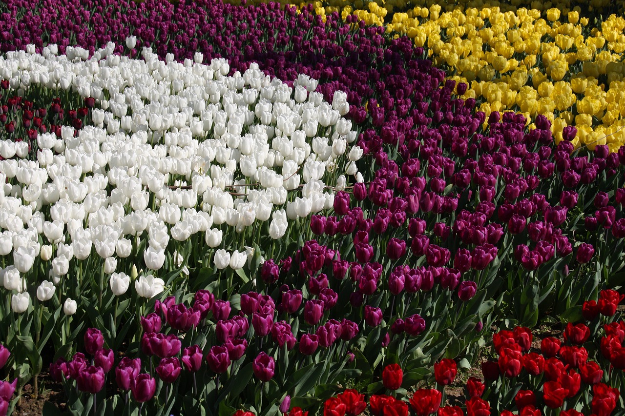 tulips spring color free photo