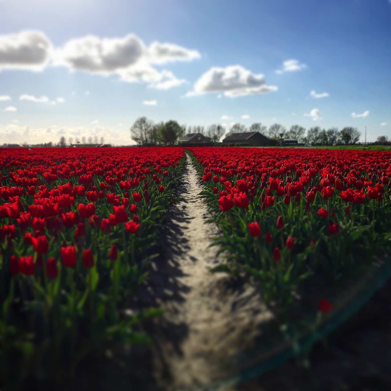 tulips red summer free photo