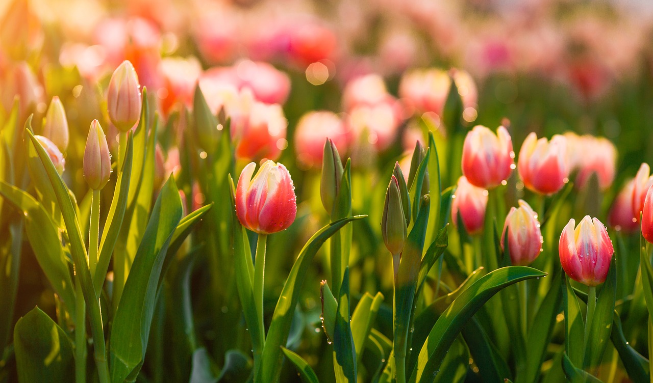 tulips flower garden free photo