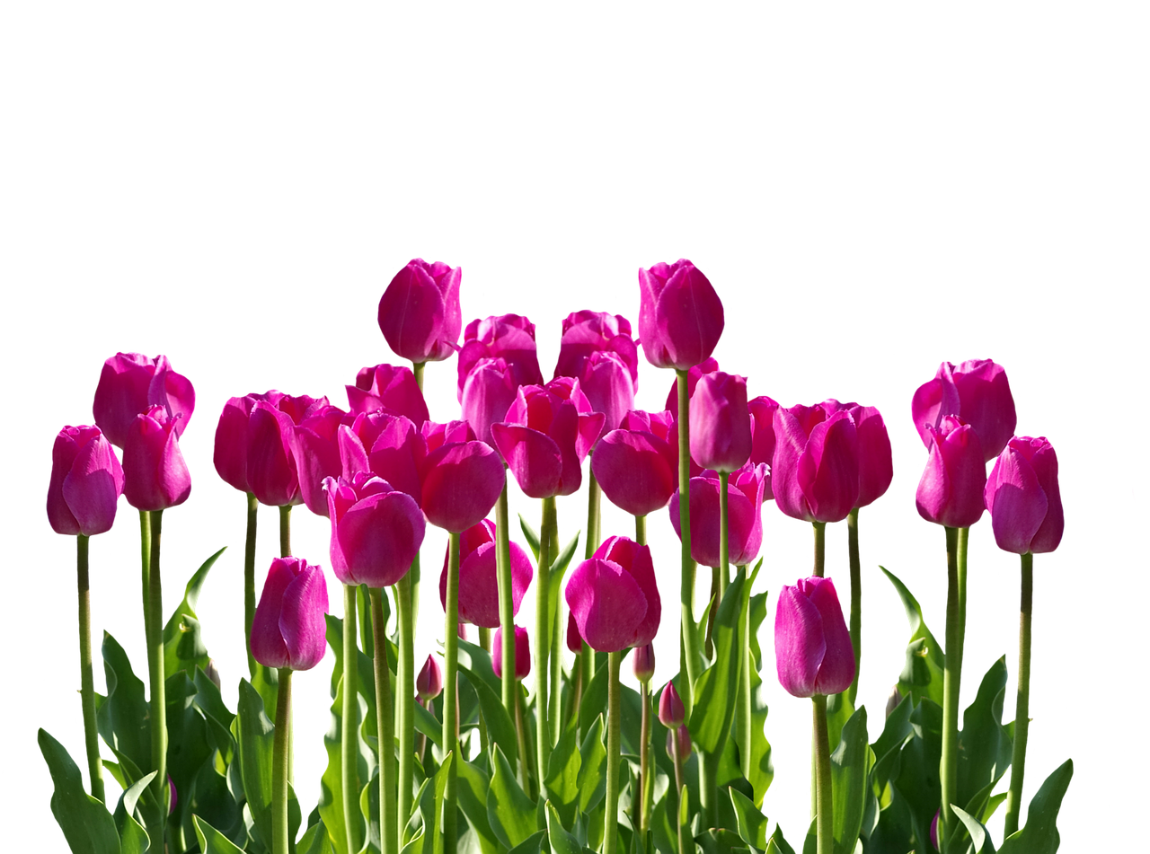 tulips spring spring flower free photo